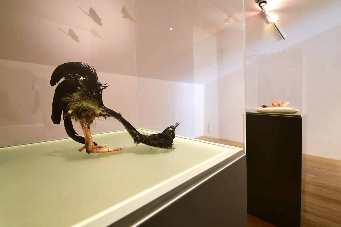 Skulptur eines Vogels ohne Kopf und Federn auf dem Rücken ausgestellt auf einem hellen Podest in einem Raum mit weißen Wänden, Parkettboden und weiteren Kunstwerken im Hintergrund.