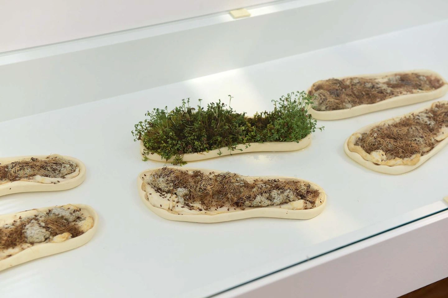 Six petri dishes displaying various stages of plant growth, exhibited in a glass display case, symbolizing scientific research and biology.